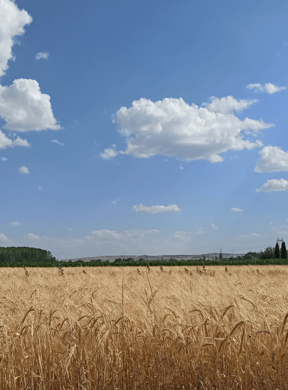 Campo cereal Campo de cereal
